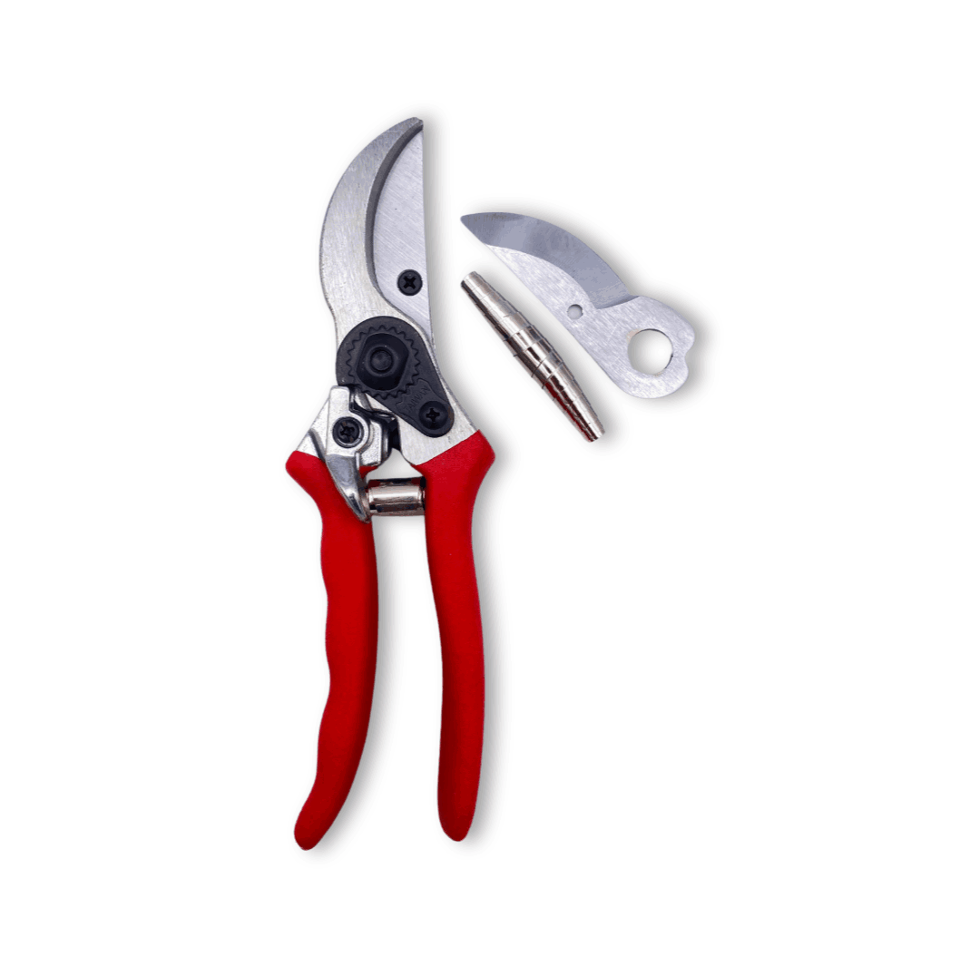 مقص عقل تايواني تقليد الفولكو