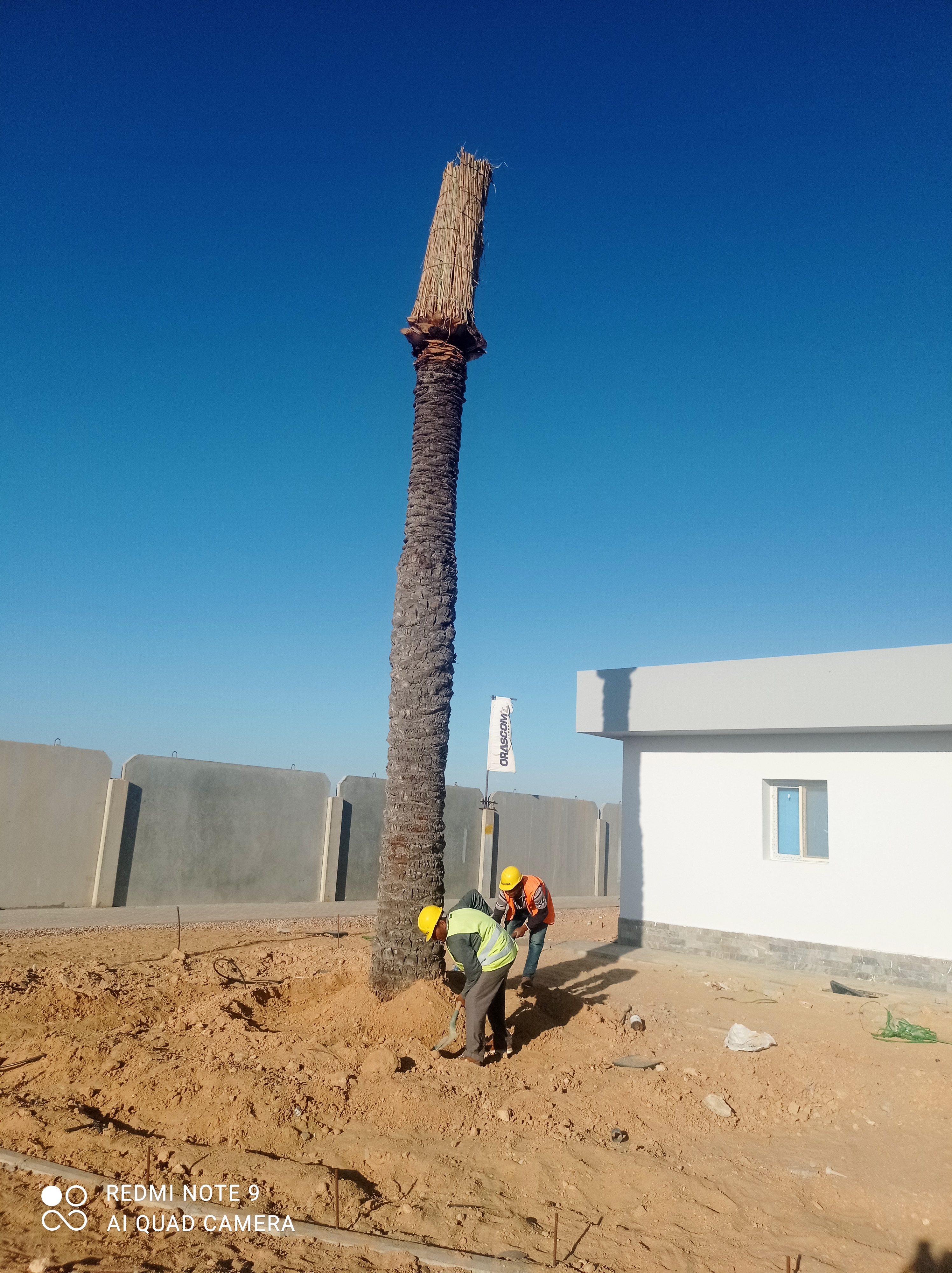 زراعة النخيل