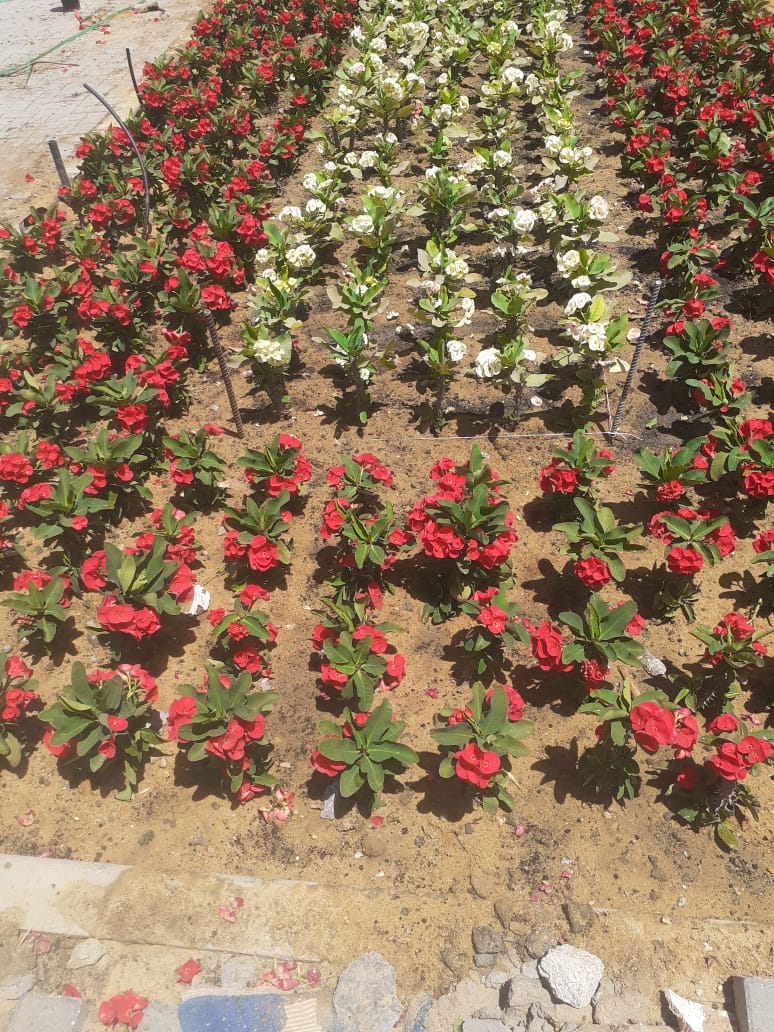 أعمال الزراعات