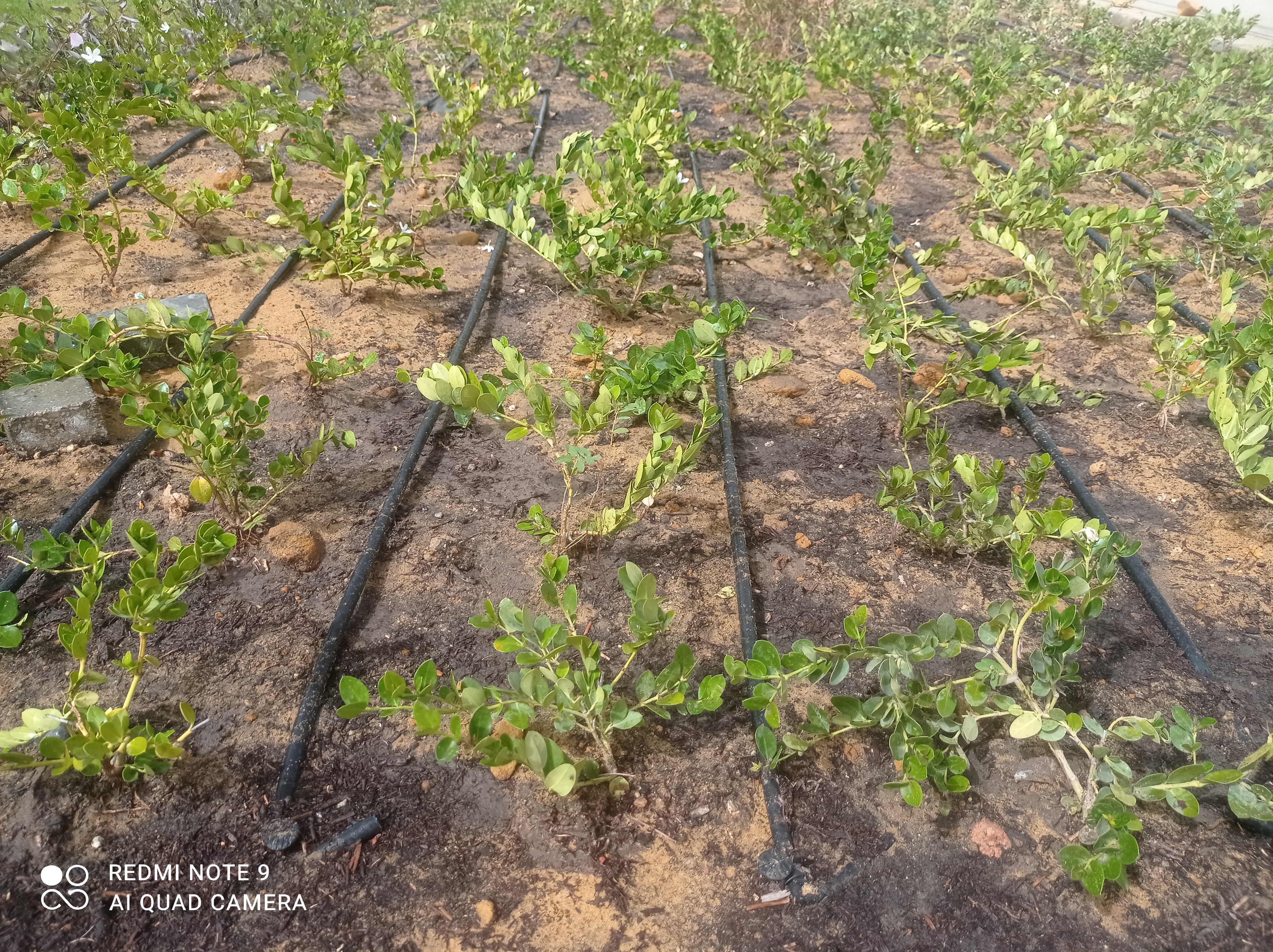 أعمال الزراعات