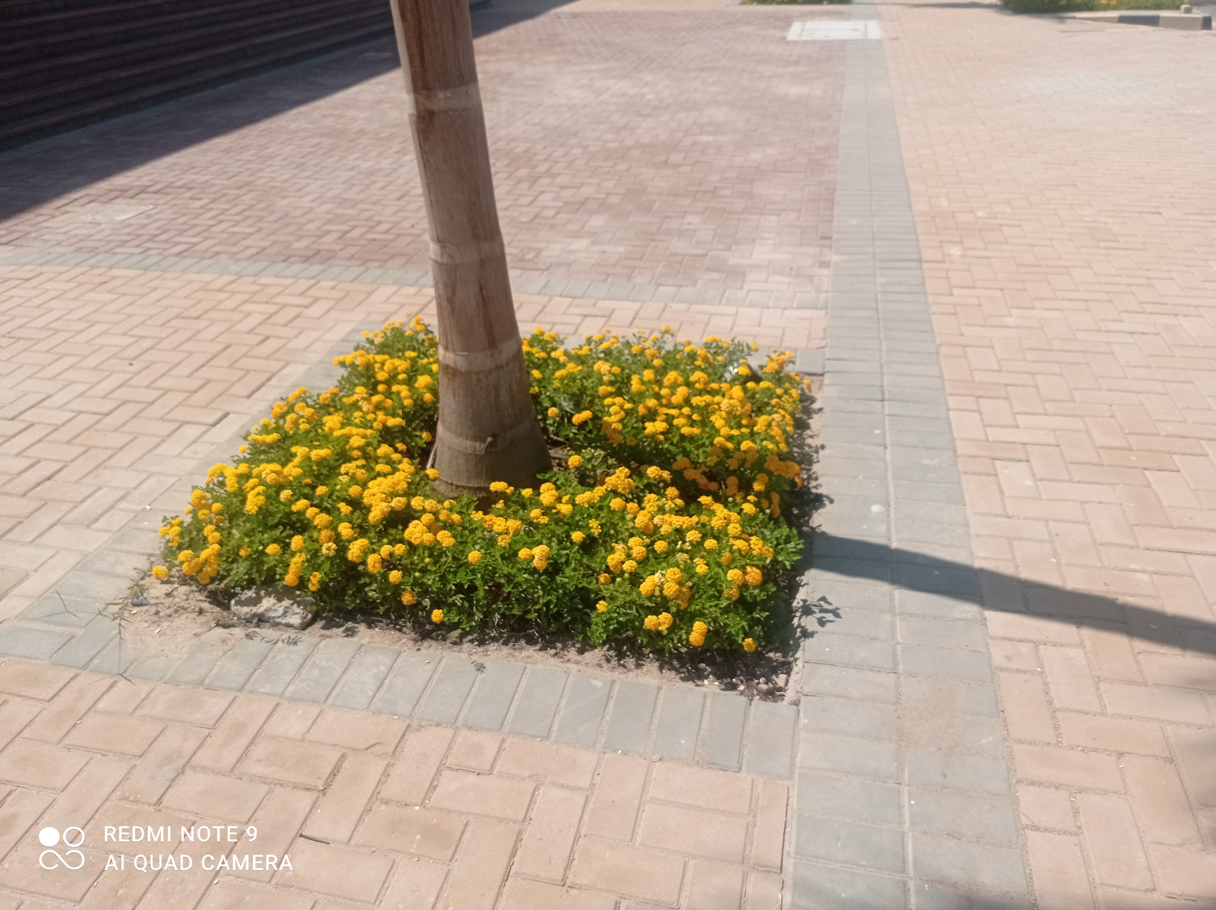 أعمال صيانة الزراعات