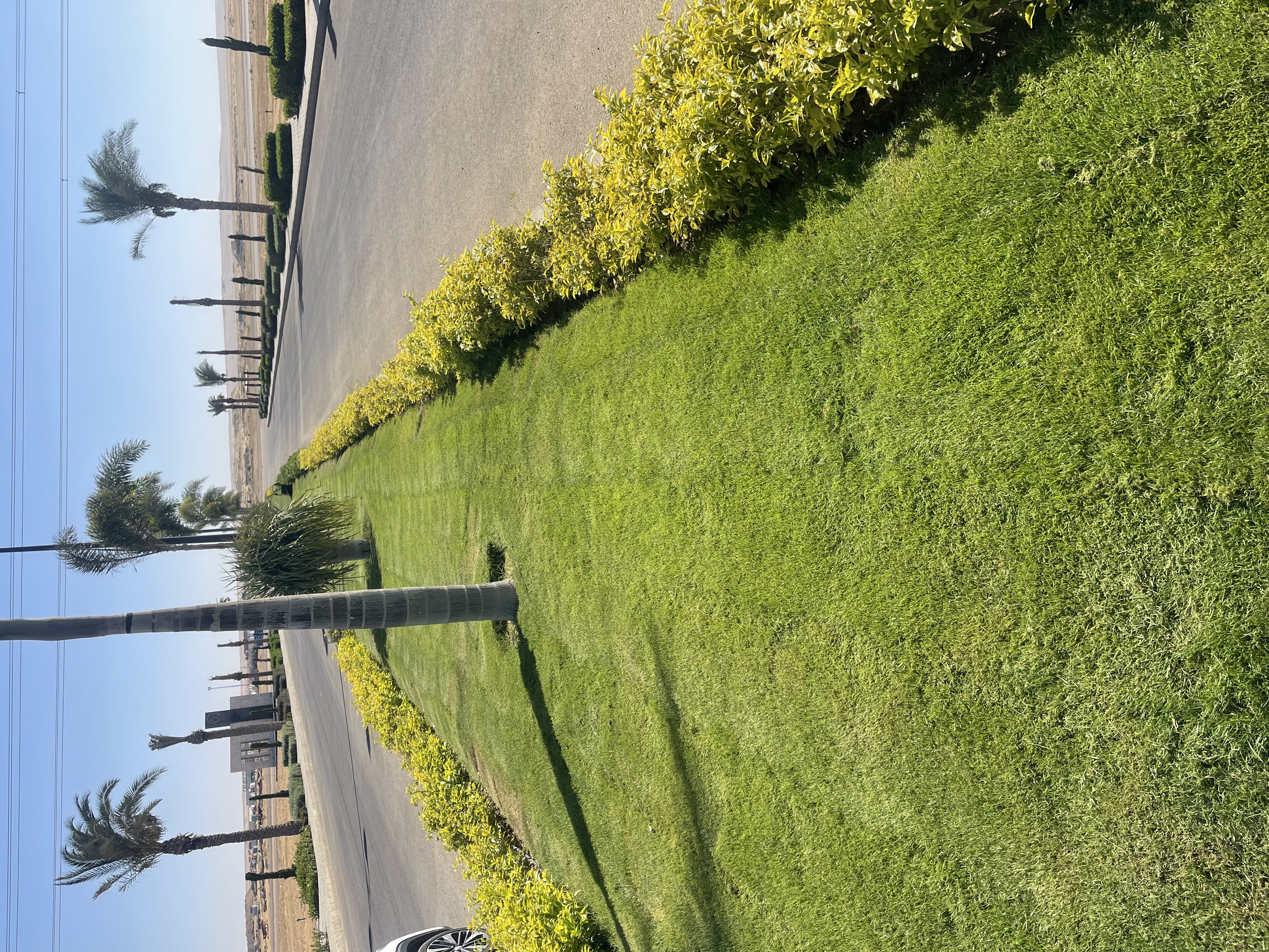 بلانت ميكس1