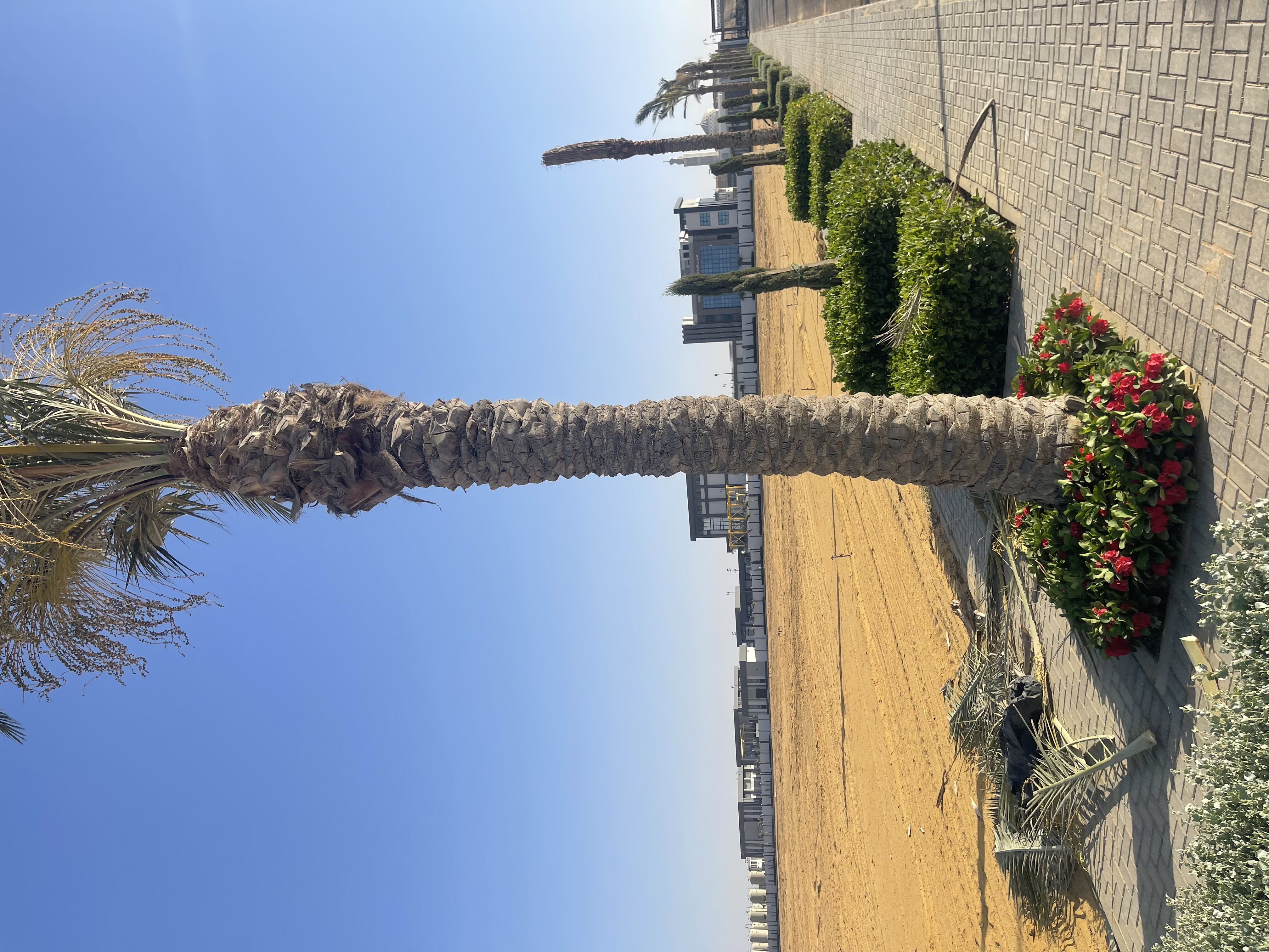 بلانت ميكس1