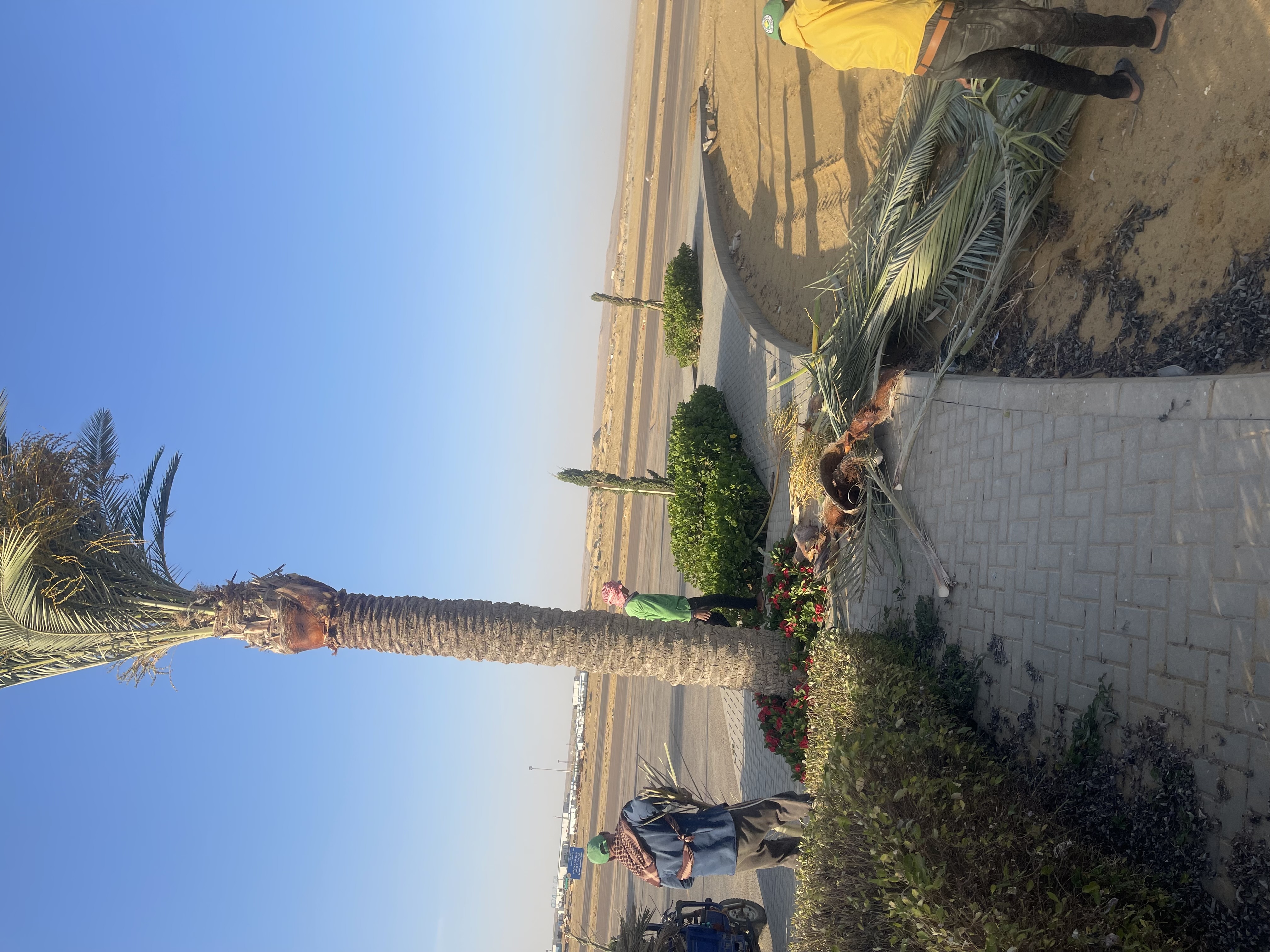 بلانت ميكس1