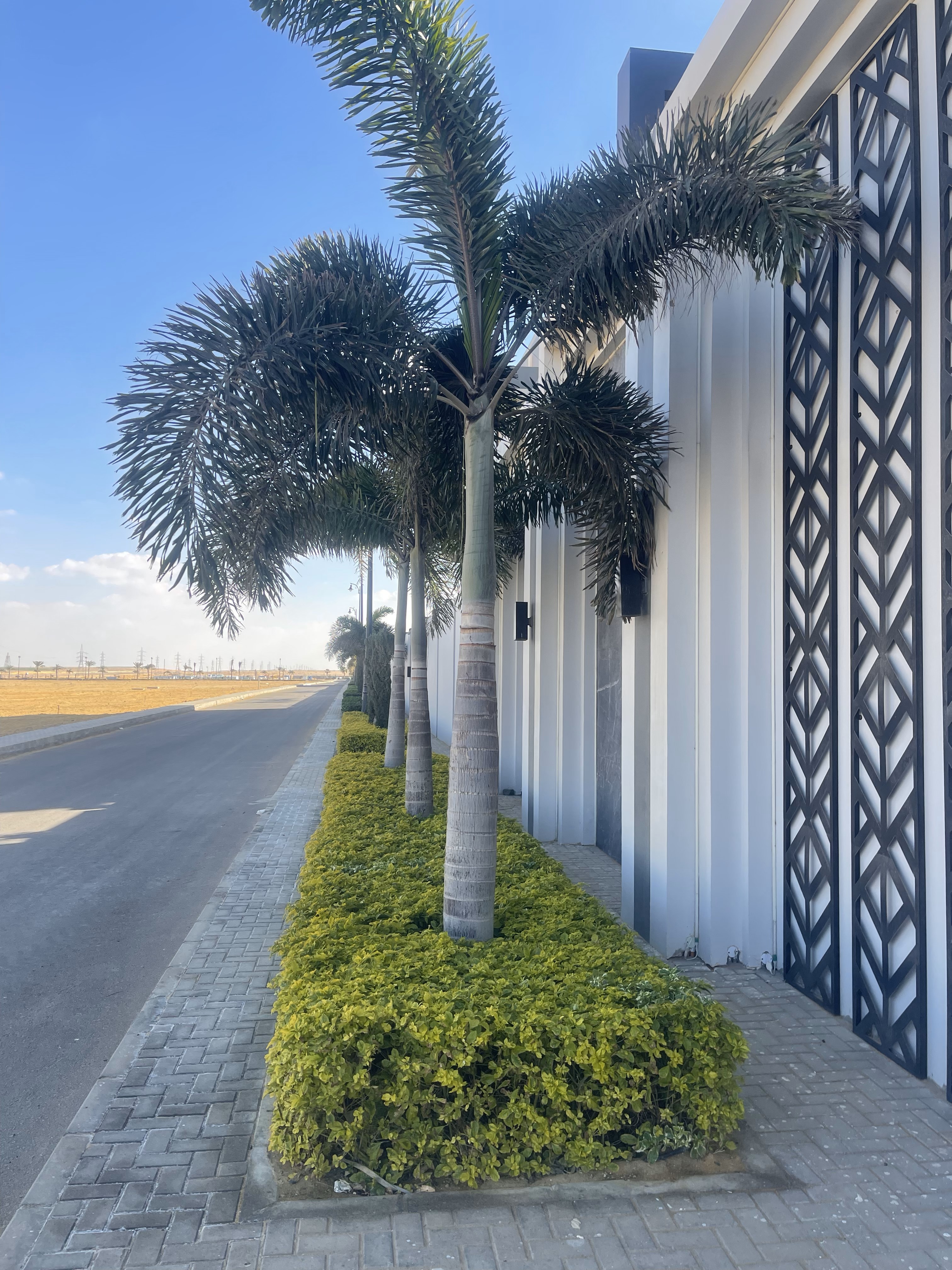 بلانت ميكس1