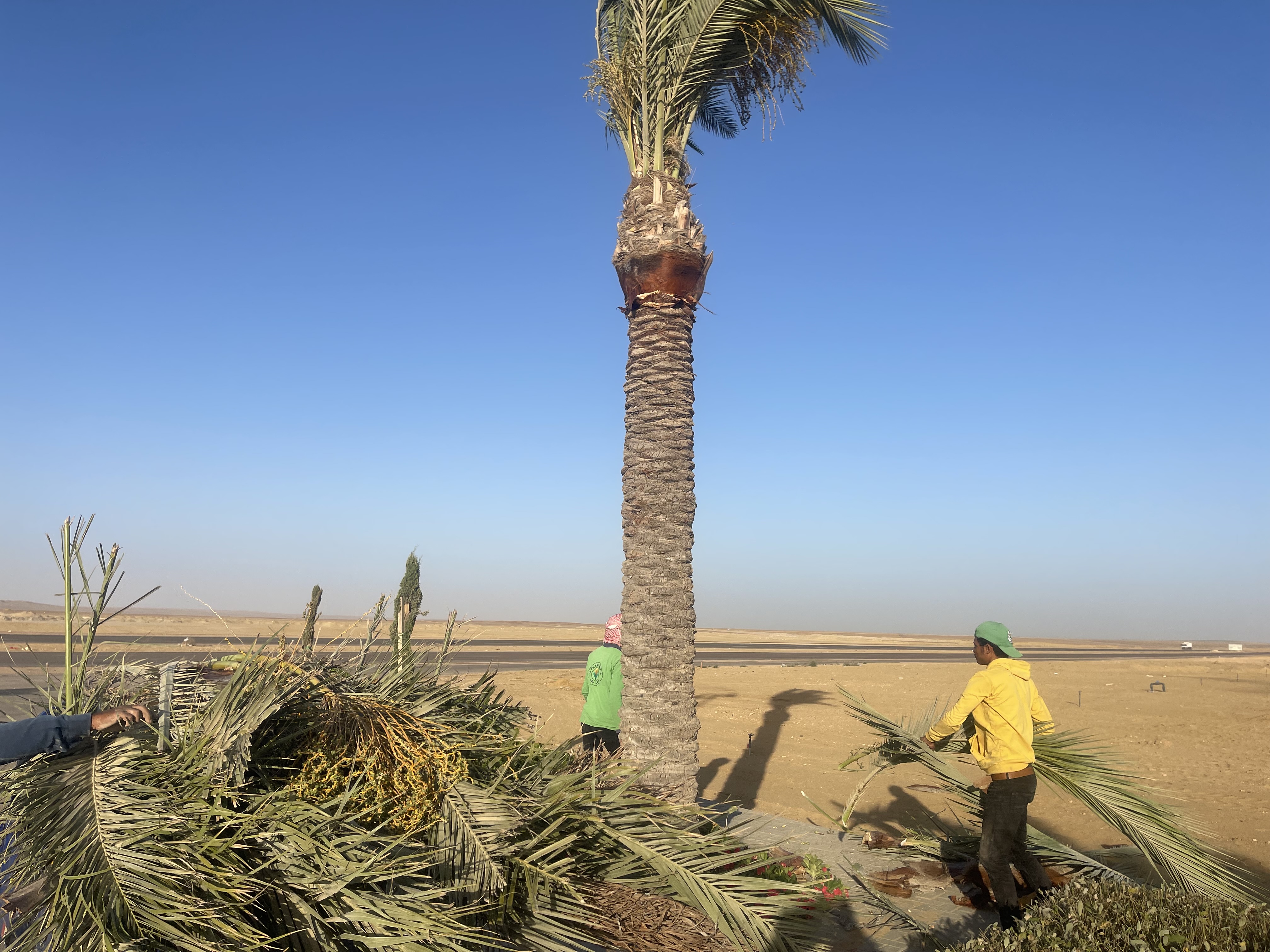 بلانت ميكس1