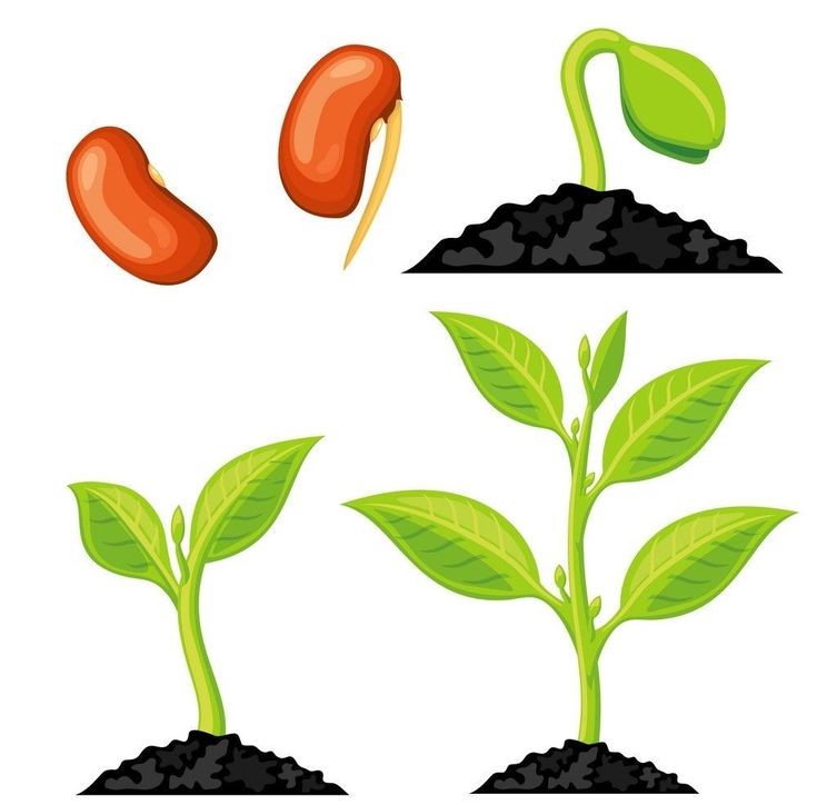 plant-mix بذور حدائق منزلية