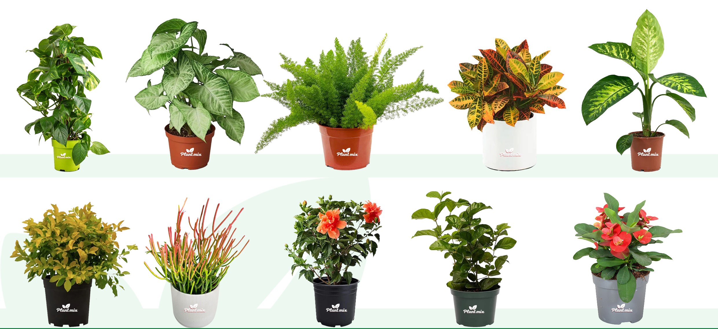 plant-mix نباتات خارجية